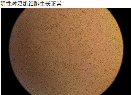細胞1.png