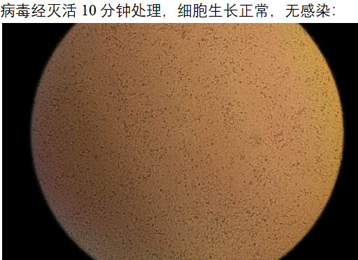 細胞3.png