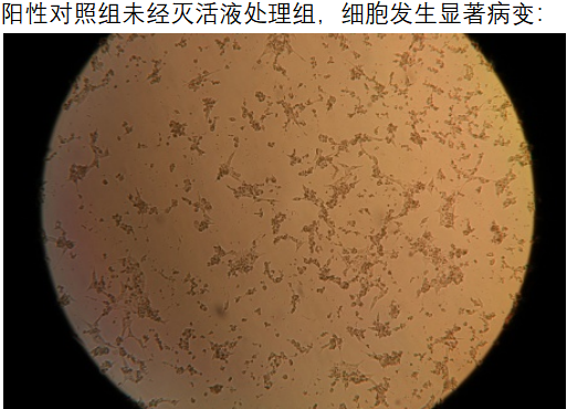 細胞5.png