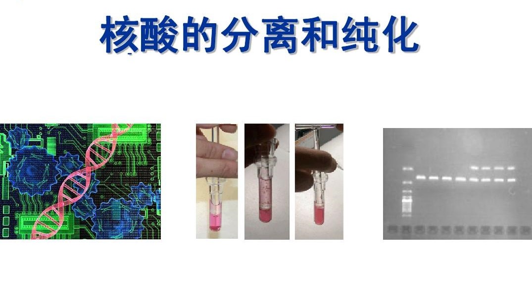 核酸抽取與純化